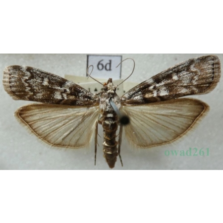 Dioryctria abietella (Denis & Schiffermüller, 1775) Szyszeń pospolity, omacnica szyszkówka Czech6d